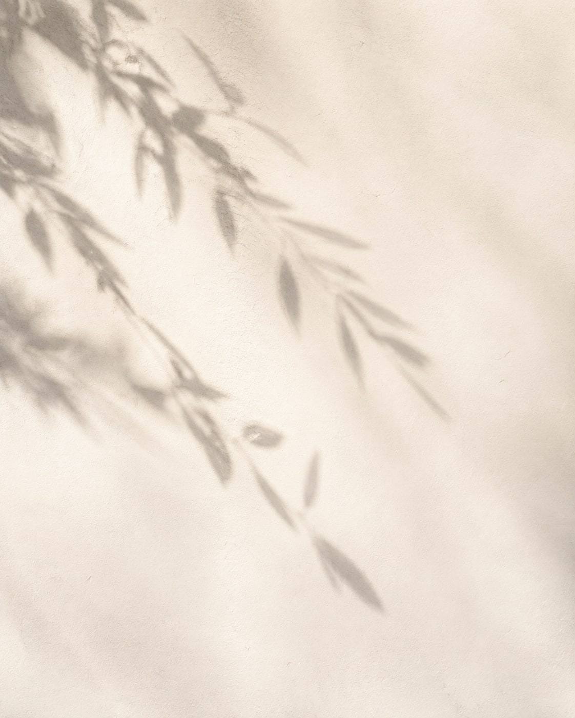Soft leaf shadows in daylight on a warm-white wall.